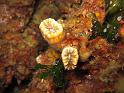 dent de cochon - Balanophyllia europaea